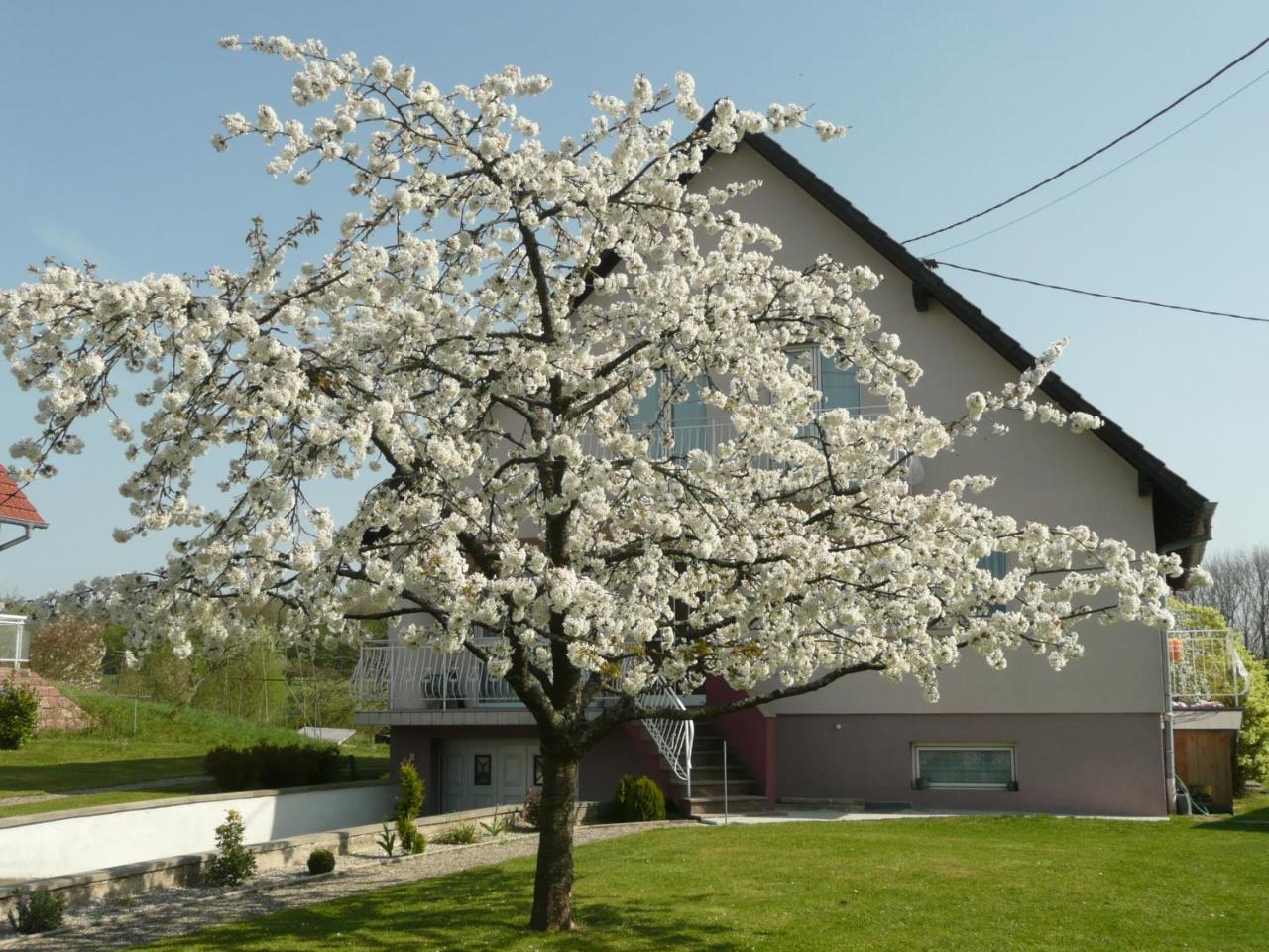 Chez Anny Et Jean Au Mittelbuehl-Reichshoffen Bed & Breakfast Bagian luar foto
